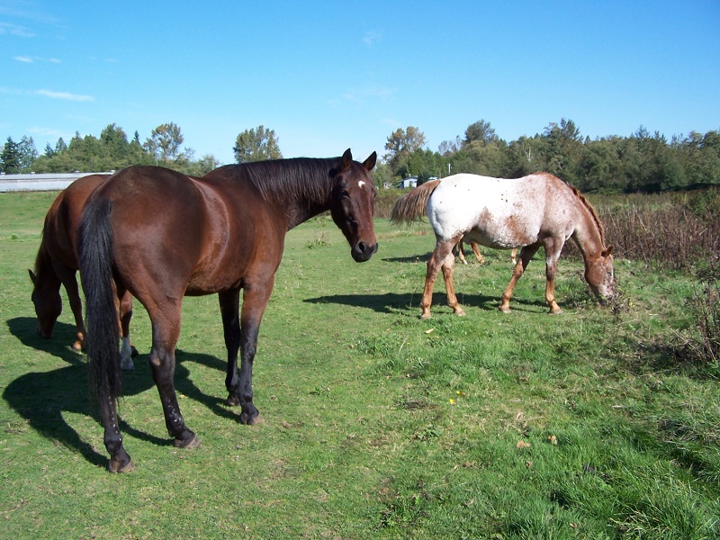 Bliss with horses. 8 ways to spend more time with horses.