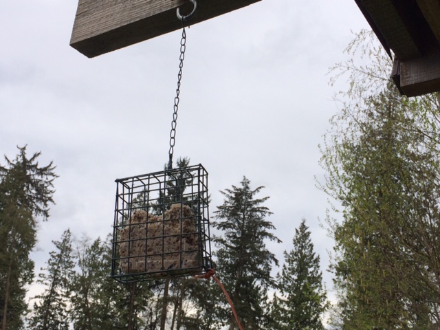 Mysterious Disappearance of the Bird Suet Cage