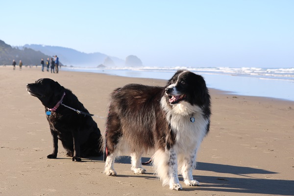 Oregon Coast road trip with my dogs