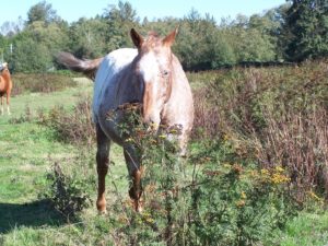 Life with Horses and the Trouble with Farriers