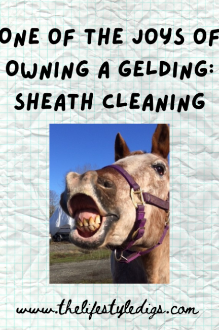One of the Joys of Owning a Gelding: Sheath Cleaning